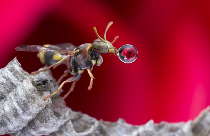 Зачем осы и мухи пускают пузыри?