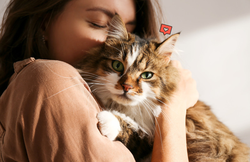 10 пушистых и «плюшевых» пород кошек: для семей, в которых любят обниматься