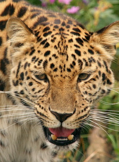 Зоологи подтвердили существование городской популяции леопардов в Сеуле в конце XIX века