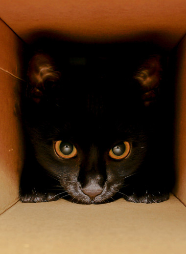 Физики заявили, что нашли способ решить парадокс кота Шрёдингера