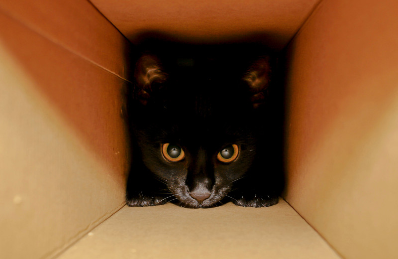Физики заявили, что нашли способ решить парадокс кота Шрёдингера