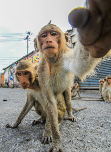 Почему обезьяны все чаще нападают на людей в Таиланде, Японии и Индии