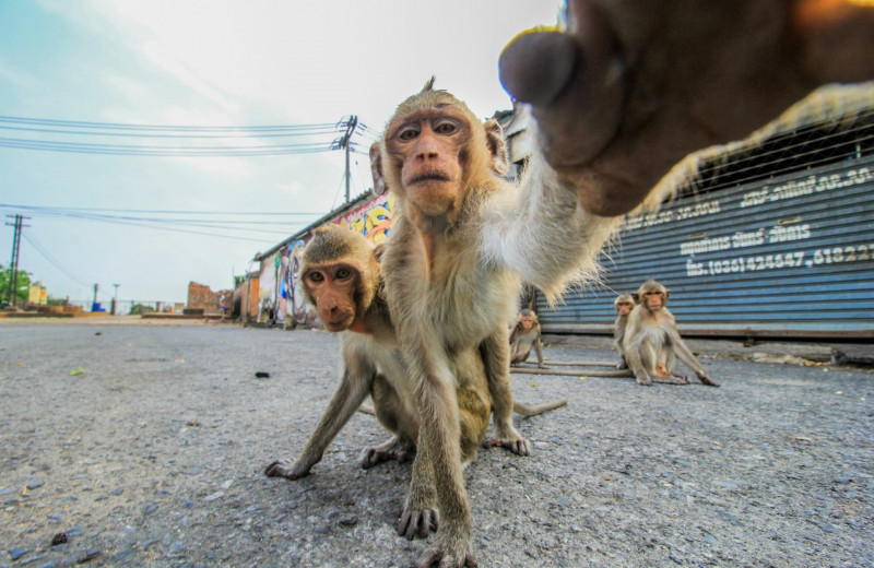 Почему обезьяны все чаще нападают на людей в Таиланде, Японии и Индии