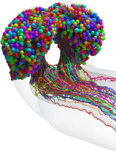 Создана полная карта мозга дрозофилы. Он очень похож на искусственную нейросеть