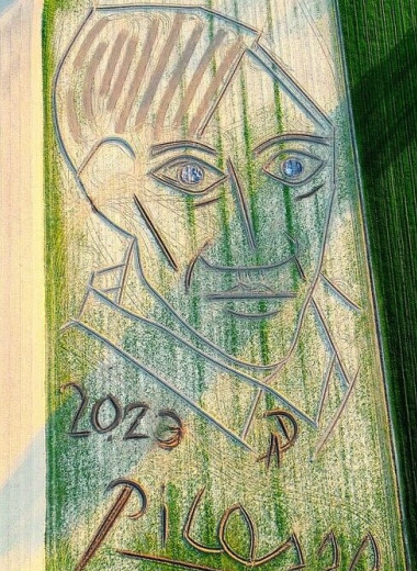 Итальянец создал огромный портрет Пикассо на поле с помощью трактора. Талантливо?