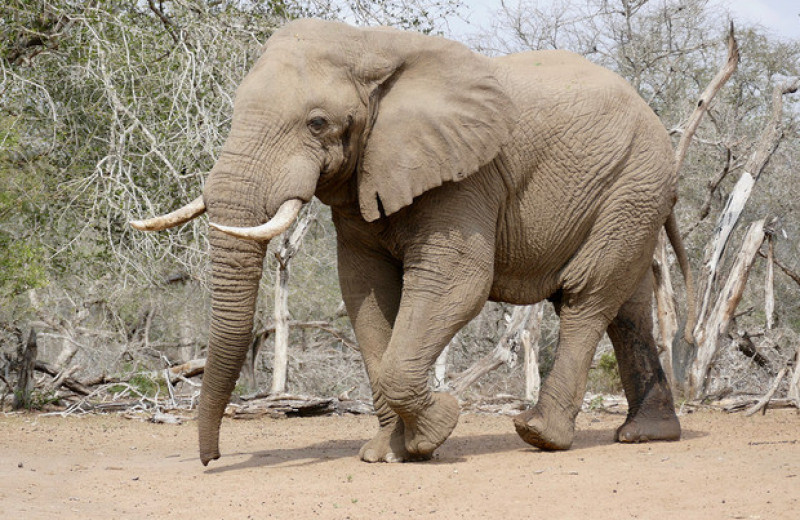 МСОП признал африканских слонов двумя разными видами. Оба они быстро вымирают
