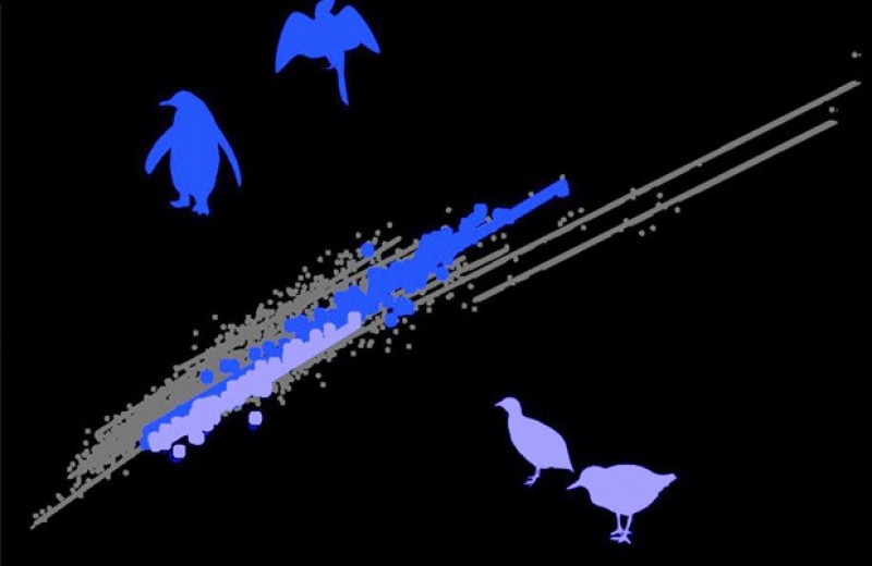 Мел-палеогеновое вымирание увеличило мозг птиц