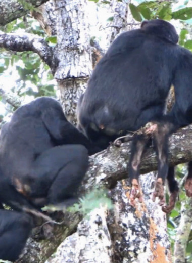 Шимпанзе долины Исса кастрировали и убили детеныша-чужака