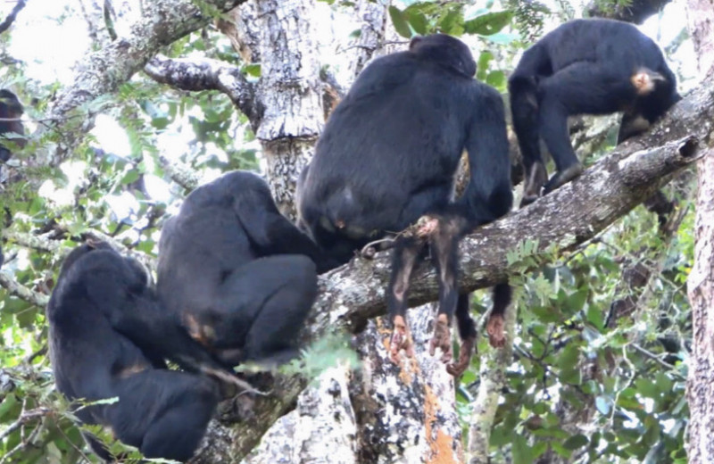 Шимпанзе долины Исса кастрировали и убили детеныша-чужака