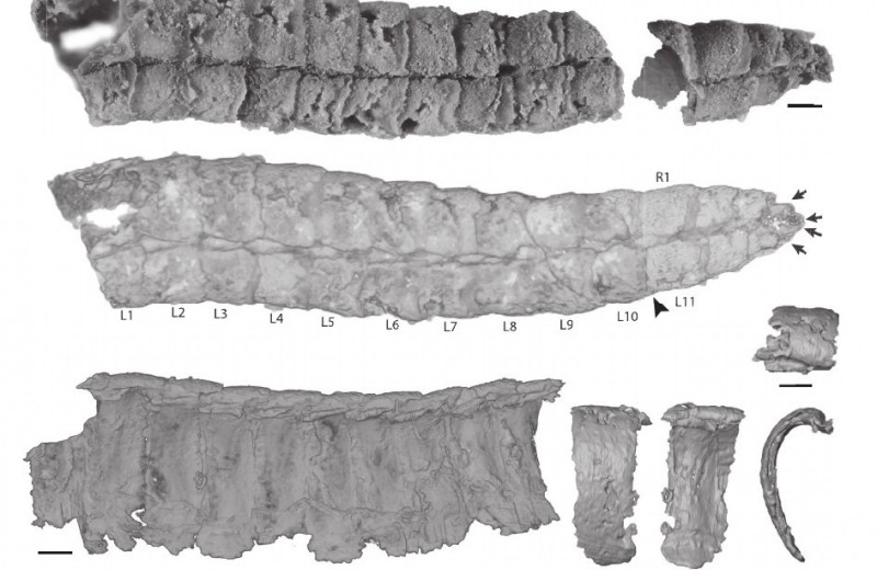 Морской червь 400 миллионов лет назад отрастил «броню панголина»