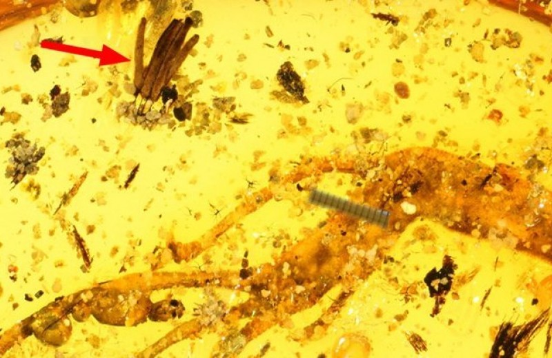 Доисторическая ископаемая слизь удивила ученых: гость из прошлого
