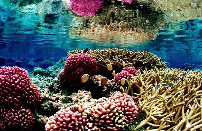Кислотная расцветка помогла кораллам вернуть симбионтов