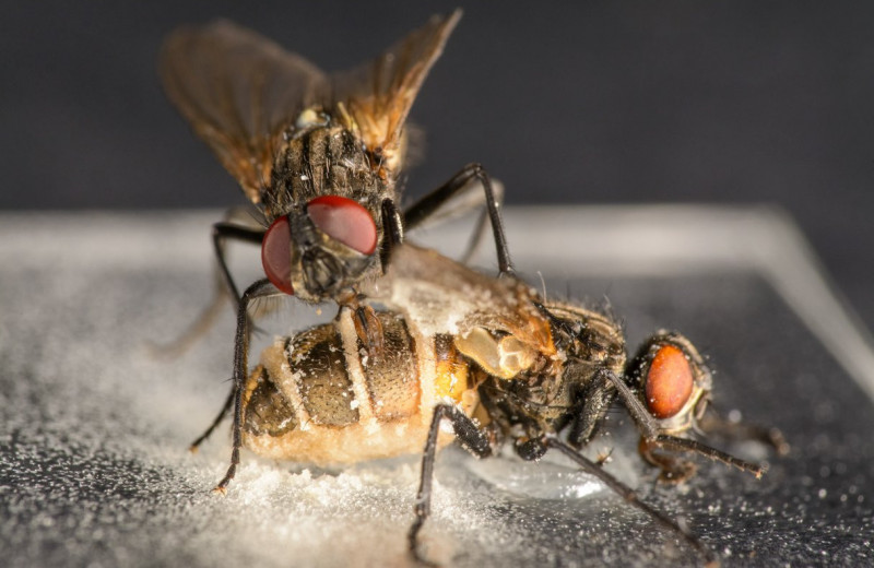 Грибок-паразит превращает самцов мух в некрофилов