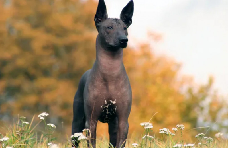 10 редких видов собак: породы для тех, кто хочет завести необычного питомца