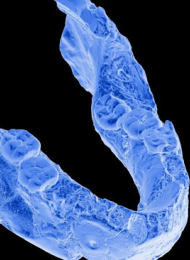 Большинство зубов ранних Homo из Колыбели человечества принадлежало другим гоминидам