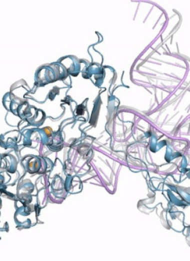 Представлена модель для предсказания структуры белков AlphaFold 3