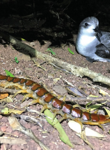 Сколопендр с австралийского острова уличили в охоте на птенцов тайфунников