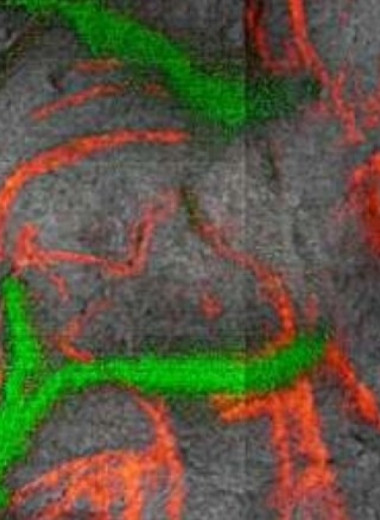 Рисунок бизона эпохи палеолита датировали напрямую