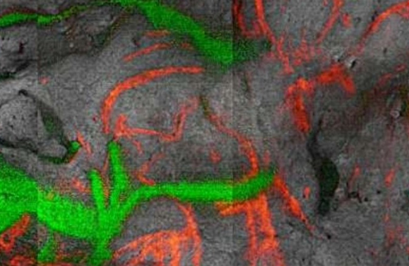 Рисунок бизона эпохи палеолита датировали напрямую