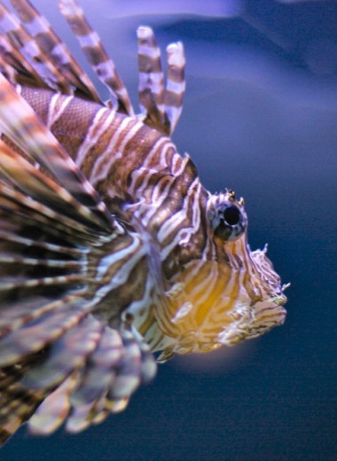 Ареалы ядовитых медуз и рыб растут: почему и что делать?