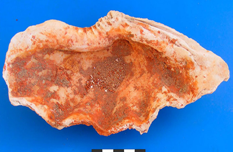 Жители эллинистической Береники разнообразно использовали ракушки от съеденных моллюсков
