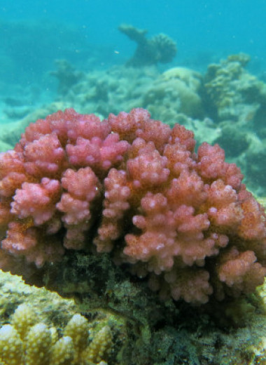 Тепловой стресс cнизил устойчивость кораллов к подкислению морской воды
