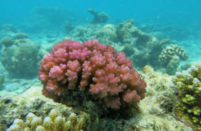 Тепловой стресс cнизил устойчивость кораллов к подкислению морской воды