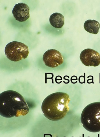 Людей позднего бронзового века заподозрили в использовании желтой растительной краски