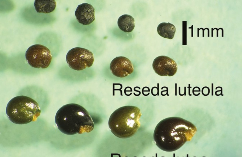 Людей позднего бронзового века заподозрили в использовании желтой растительной краски