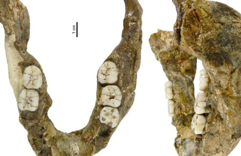 Челюсть из Сварткранса указала на потенциально новый вид парантропов