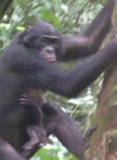 Коалиция бонобо напала на самку из соседней группы и усыновила ее детеныша
