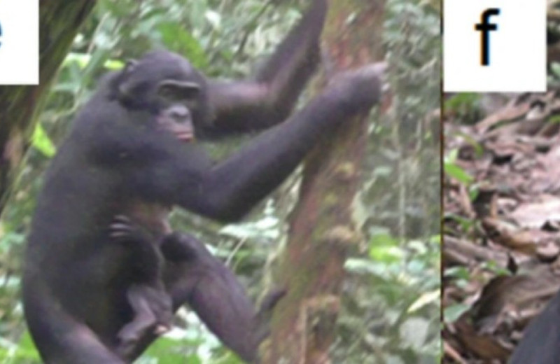 Коалиция бонобо напала на самку из соседней группы и усыновила ее детеныша