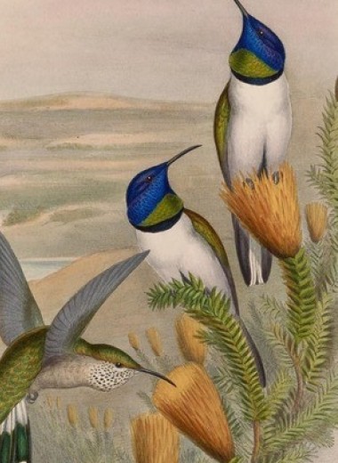 Шум воды и ветра заставил горных колибри общаться на рекордно высоких частотах
