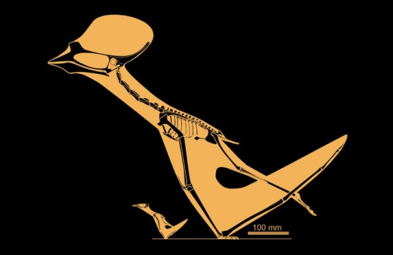 Детеныши птерозавров оказались способны к активному полету вскоре после вылупления