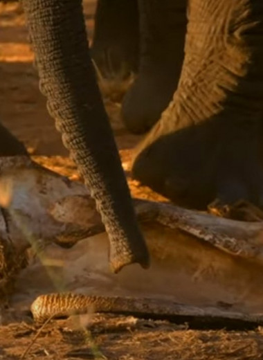 Слоны привели осиротевшего слоненка попрощаться с матерью: видео