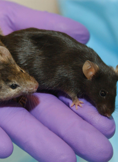 Ученые «выключили» эйфорию от кокаина у мышей. Но это не сработало с женскими особями