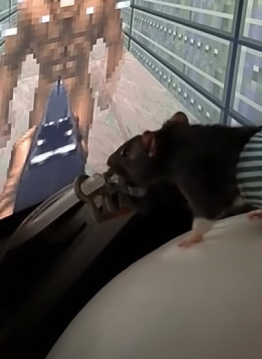 Нейроинженер научил крыс играть в Doom: видео