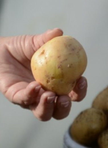 В Сибири вывели новый сорт картофеля
