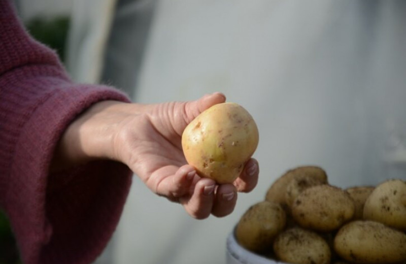 В Сибири вывели новый сорт картофеля