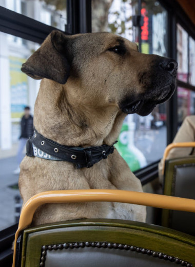 Удивительная история пса Боджи, который ездит в общественном транспорте Стамбула