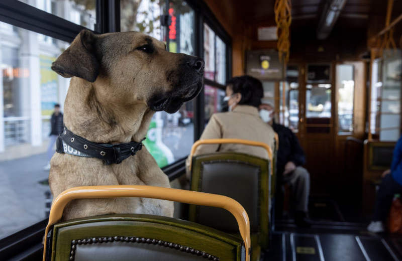 Удивительная история пса Боджи, который ездит в общественном транспорте Стамбула