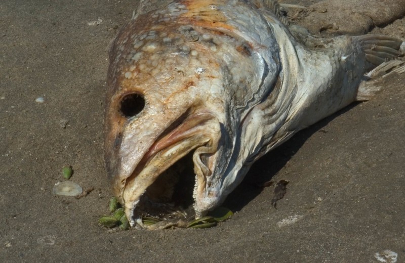 Пестициды в Мировом океане: стоит ли бояться есть рыбу