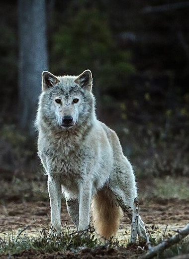 В мире не осталось норвежских волков: теперь официально