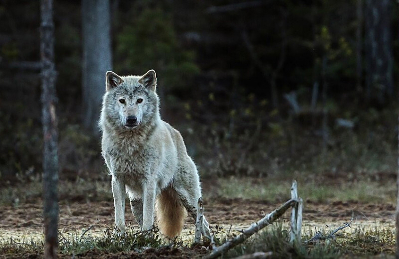 В мире не осталось норвежских волков: теперь официально