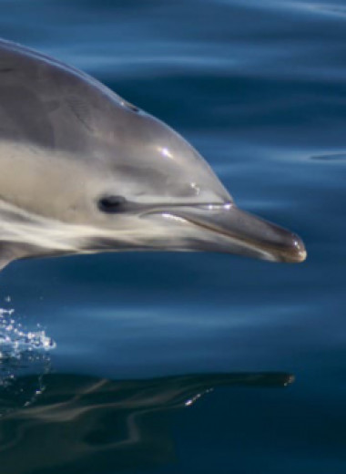 Спасение дельфинов и лошадей: как НКО помогают диким и эксплуатируемым животным
