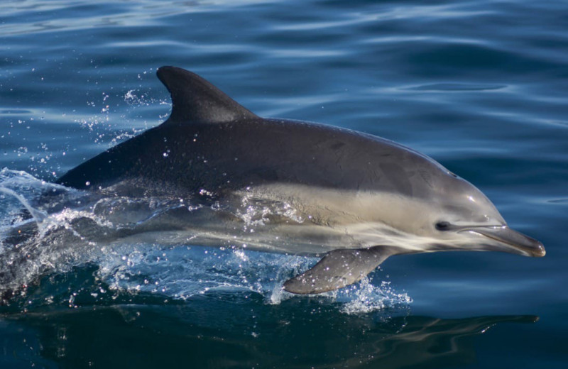 Спасение дельфинов и лошадей: как НКО помогают диким и эксплуатируемым животным