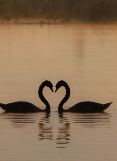 Больше не символы любви: оказывается, черные лебеди склонны к изменам и «разводам»
