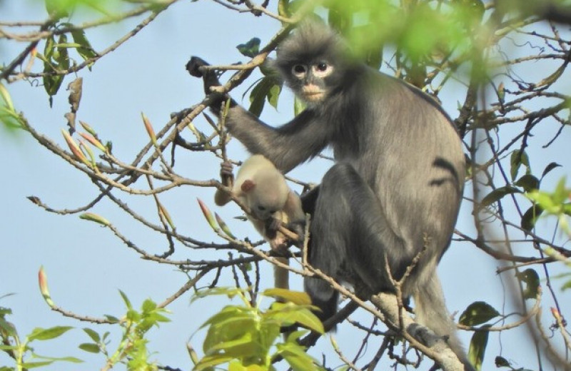 В Мьянме открыли новый вид обезьян. Он уже под угрозой исчезновения