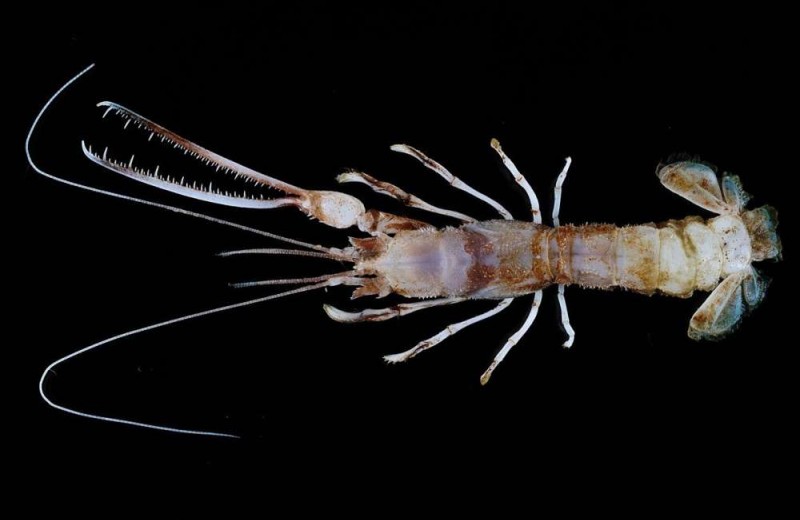 Десятки неизвестных ранее видов морских существ обнаружены в Индонезии