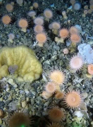 У западного побережья Гренландии обнаружили коралловые сады
